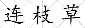 連枝草