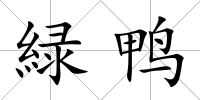 緑鴨