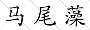 馬尾藻