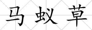 馬蟻草