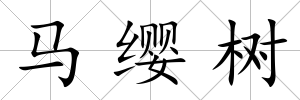 馬纓樹