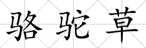 駱駝草