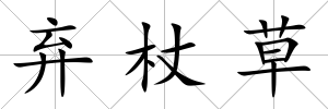 棄杖草