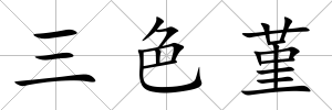 三色堇