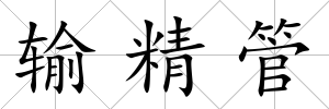 輸精管