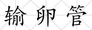 輸卵管