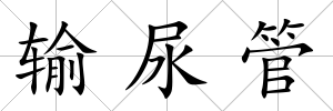 輸尿管