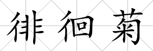 徘徊菊