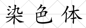 染色體