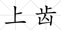 上齒