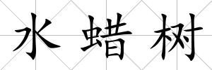 水蠟樹
