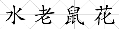 水老鼠花