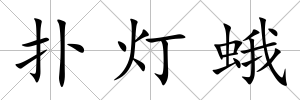 撲燈蛾