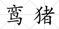 鸞豬