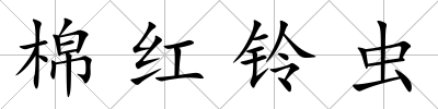 棉紅鈴蟲