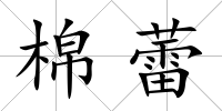 棉蕾