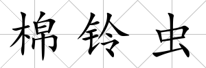 棉鈴蟲