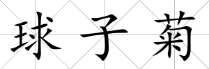 球子菊