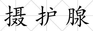 攝護腺