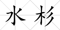 水杉