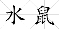 水鼠