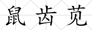 鼠齒莧