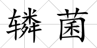 轔菌