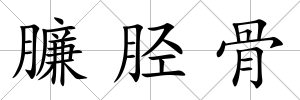 臁脛骨