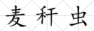 麥稈蟲