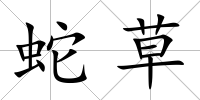 蛇草