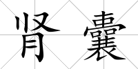 腎囊