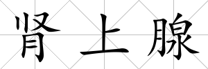 腎上腺