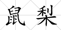 鼠梨