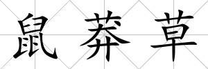 鼠莽草