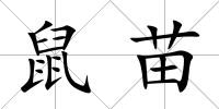 鼠苗