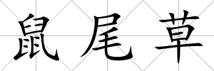 鼠尾草