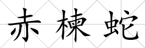赤楝蛇