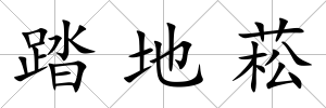 踏地菘