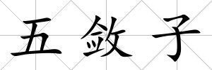 五斂子