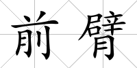 前臂