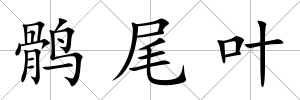 鶻尾葉
