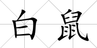 白鼠