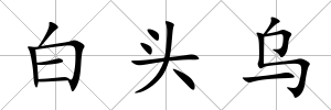 白頭烏