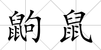 鼩鼠