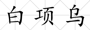 白項(xiàng)烏