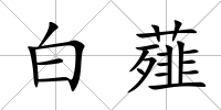 白薤