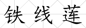鐵線蓮