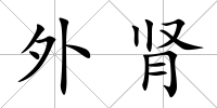 外腎