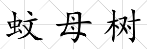 蚊母樹