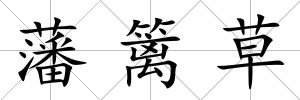 藩籬草